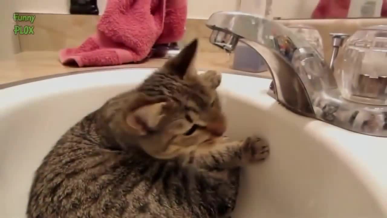 Funny bathing cats. Funny cats