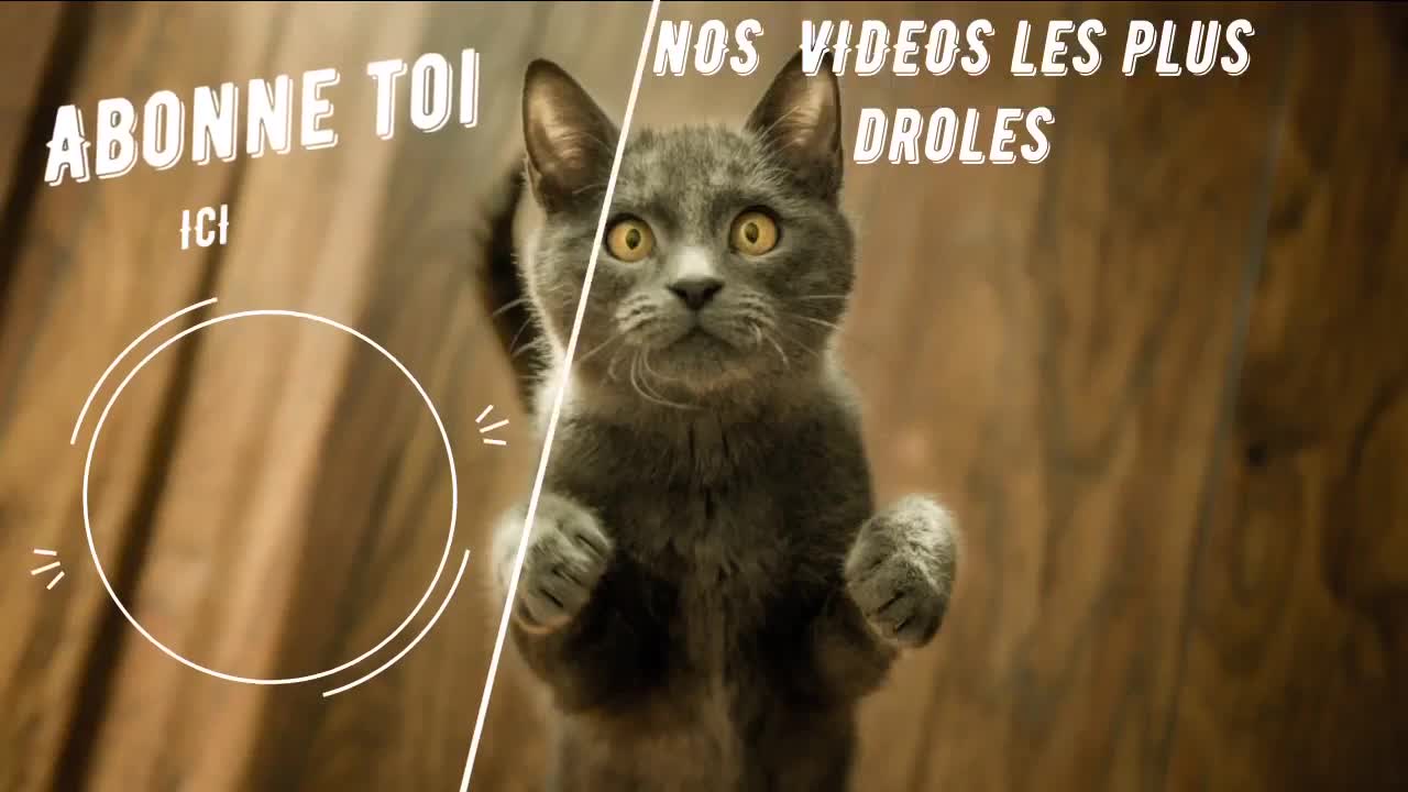 Funny video, funny animals, cat, dog