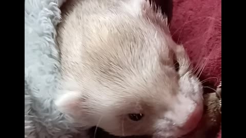 Ferret lazy play