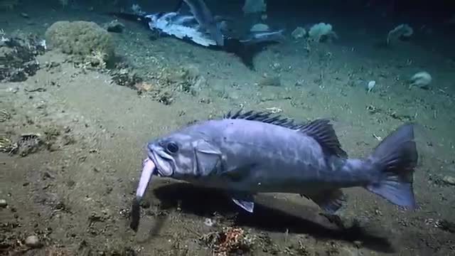 Unusual sighting of grouper eating a shark