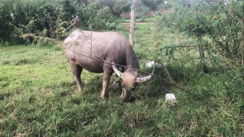 Buffaloes enjoy eating