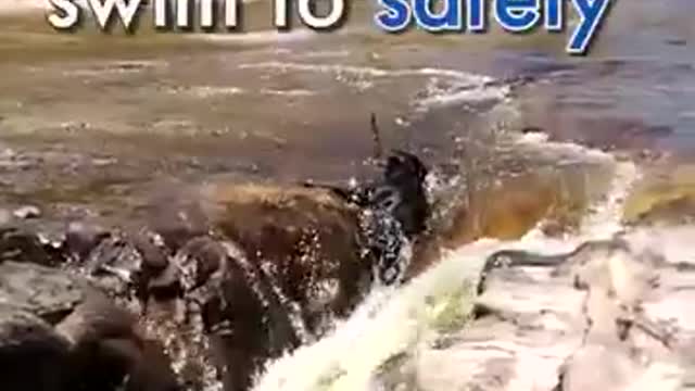 a dog saves his friend from drowning