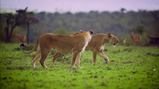 A pair of lionesses walk together in the woods