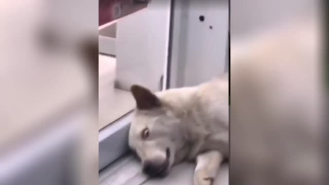 Cute baby animals Videos Compilation cute moment of the animals