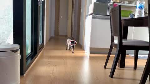 Slow motion when the French bulldog comes running.