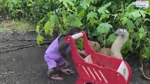 monkey and cat are funny friend