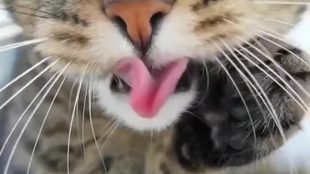 Sexy Cat