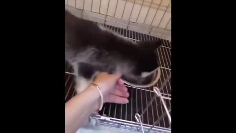 Puppy eating at high speed!