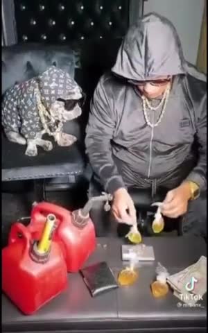 Canadians are going back to dog sleds