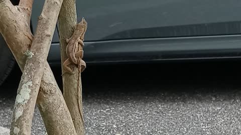 Lizards making love