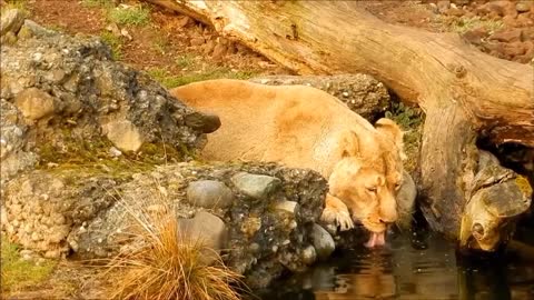 Lion drink Big cat zoo.