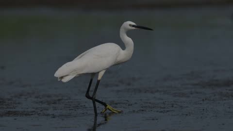 The Little Egret: Close Up HD Footage (Egretta garzetta)
