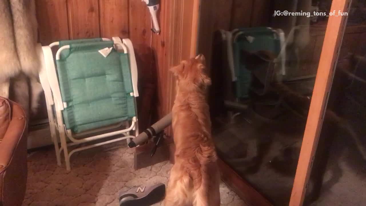 Dog trying to catch fly through glass