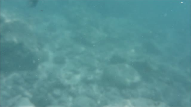 MALEDIVES - FEEDING FISH ON THE BEACH Panasonic DMC-FT5