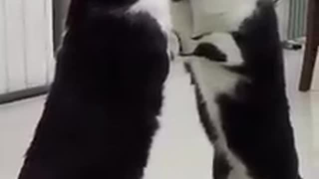 Funny cat short video