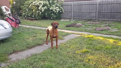 Rhodesian Ridgeback Mister Brown's a Man Dog Now