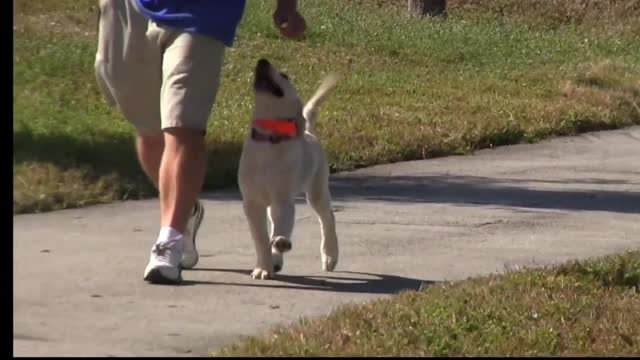 Dog Training : How to Train ANY DOG - the Basicss