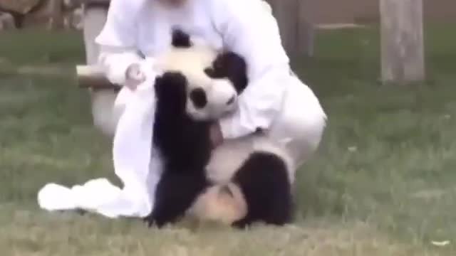 Nanny and playful baby panda