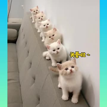 13 cut cat what's app status video 👌👌👌