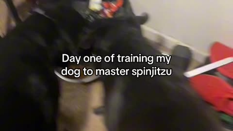 Training my dog jgitui