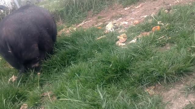 Clutch the Rescued Pig and His Monkey Friend