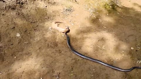 See how mongoose defeat huge black cobra 😱