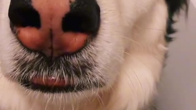 Dog Tiktok | Dog Video | Beautiful Dog | Pretty Dog | Animal Tiktok Video