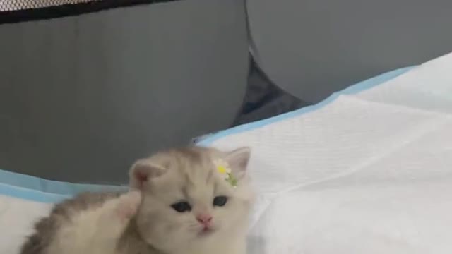 cute pet Kitty