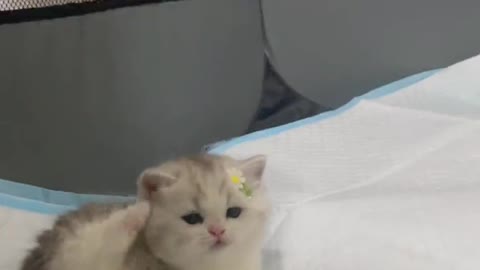 cute pet Kitty