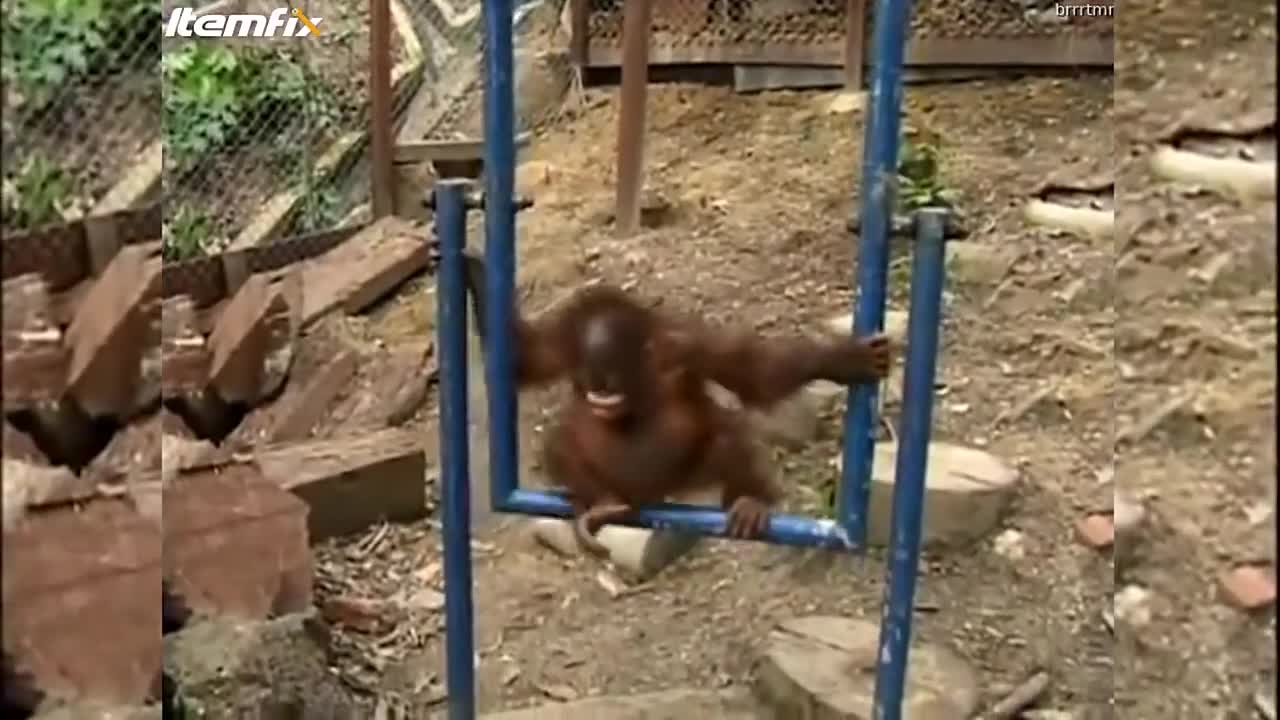 Poor monkey hurts itself, starts crying