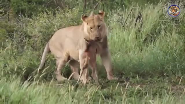 BIG LION PROTECTS BABY ANTELOPE IN JUNGLE