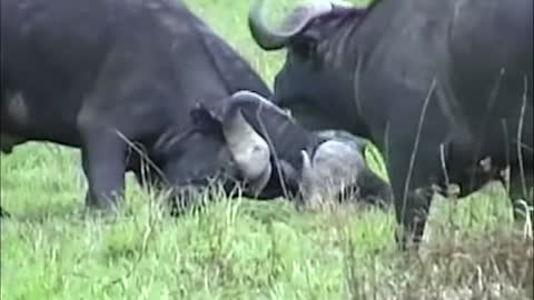 Cape Buffalo Fight | Leg Hook Technique Demonstrated