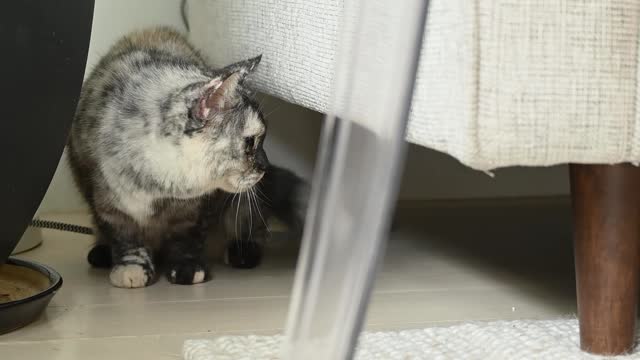 cat playing 2