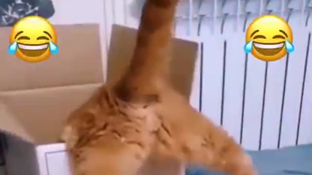 Naughty cat funny action