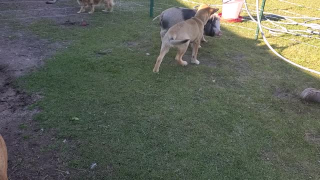 Puppy and Piggy Growing up to Be Great Friends