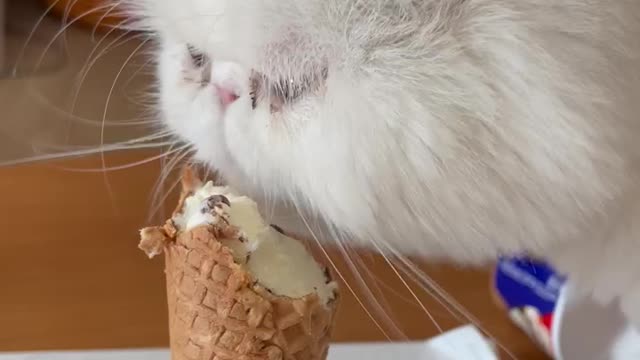 an ice cream-eating cat [ASMR]