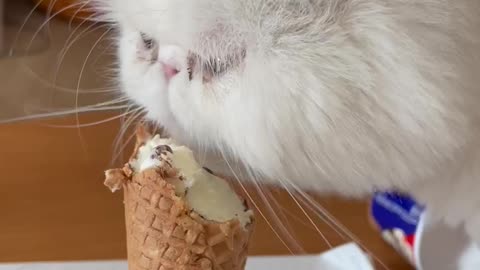 an ice cream-eating cat [ASMR]