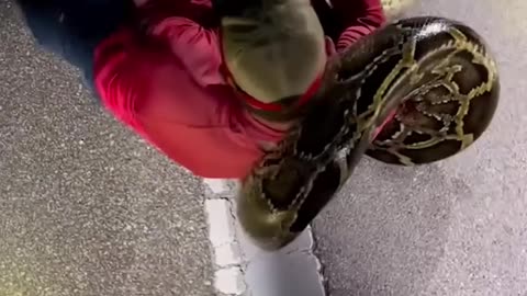 WOW!!! What courage? Python hunters wrestle 19-foot-long record-breaking snake