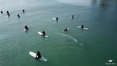 Whale swim beneath group of surfers.