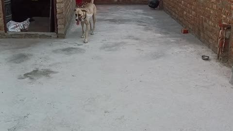 Dog barking