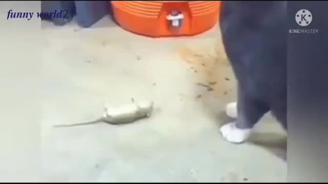 FUNNY ANIMALS VIDEOS