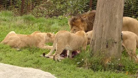 Feeding of the lions at Odense Zoo.mp4