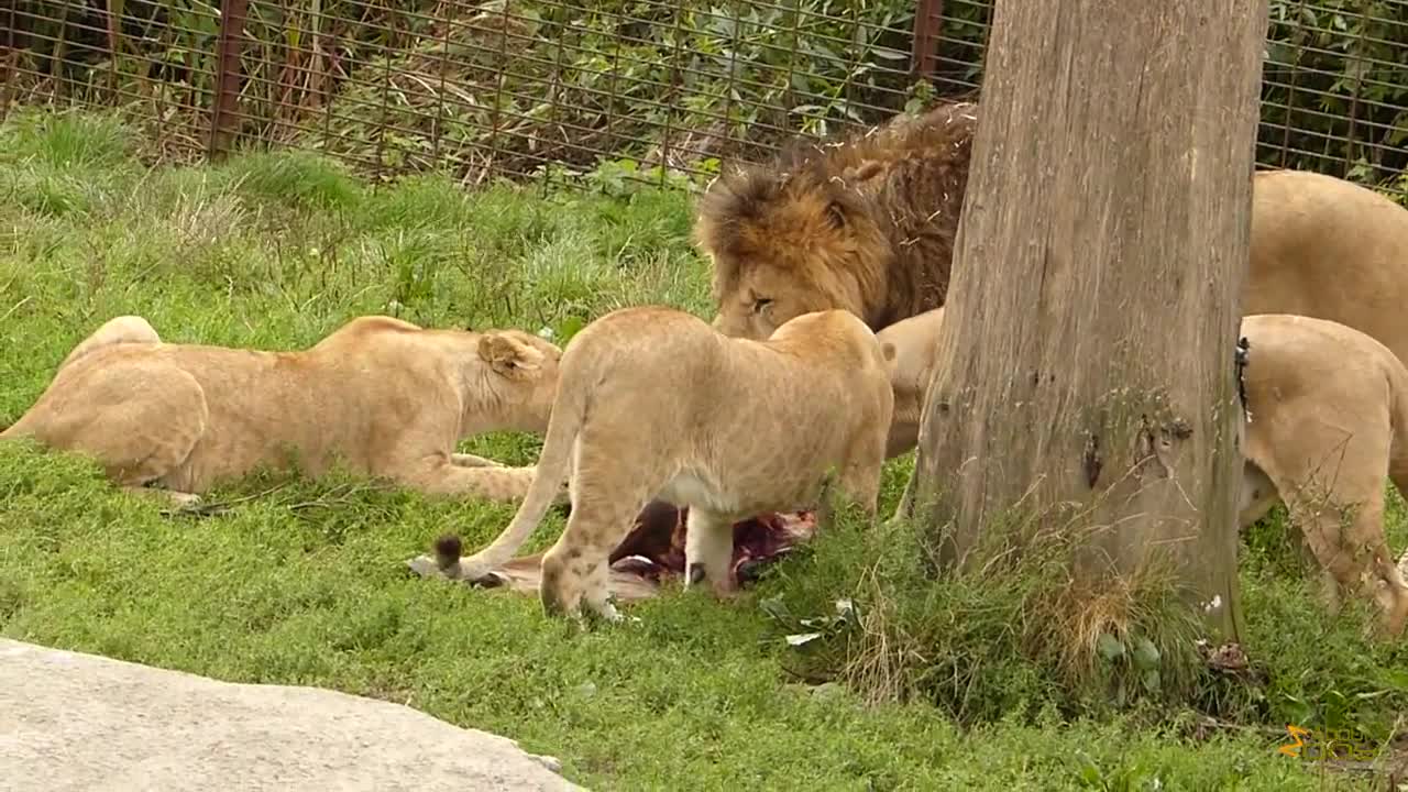 Feeding of the lions at Odense Zoo.mp4