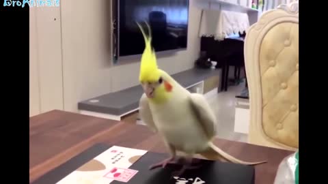 CRAZY PARROTS