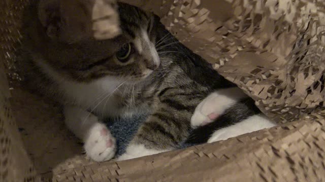 Funny Little Cat with Large Pupils Hides in Wrapping Paper