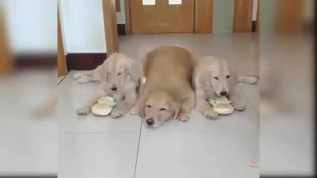 Funny Dog Video