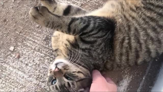 A clip that teaches you how to win the love and trust of cats