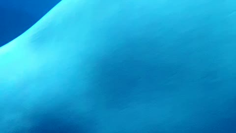 Beluga Swimming