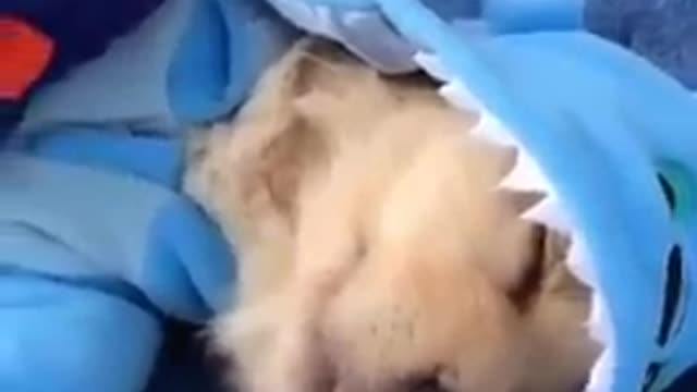 Cute Puppy Sleeping