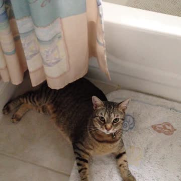 A cat rolls on the carpet at home